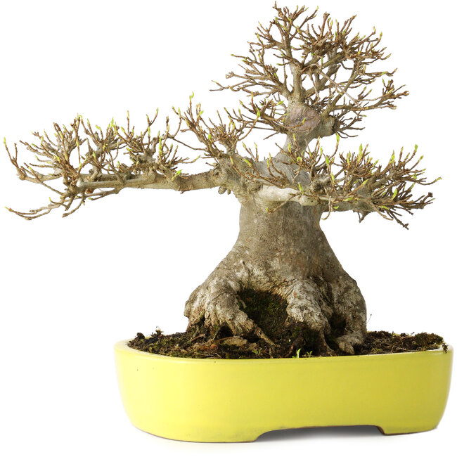 Acer buergerianum, 21 cm, ± 30 ans, avec un nebari de 12 cm, dans un pot japonais fait main par Yamafusa