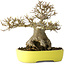 Acer buergerianum, 21 cm, ± 30 anni, con un nebari di 12 cm, in un vaso giapponese fatto a mano da Yamafusa