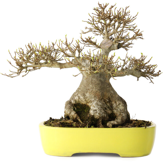 Acer buergerianum, 21 cm, ± 30 jaar oud, met een nebari van 12 cm, in een handgemaakte Japanse pot van Yamafusa