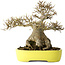 Acer buergerianum, 21 cm, ± 30 jaar oud, met een nebari van 12 cm, in een handgemaakte Japanse pot van Yamafusa