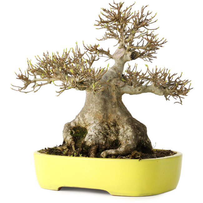 Acer buergerianum, 21 cm, ± 30 years old, with a nebari of 12 cm, in a handmade Japanese pot by Yamafusa