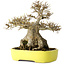 Acer buergerianum, 21 cm, ± 30 anni, con un nebari di 12 cm, in un vaso giapponese fatto a mano da Yamafusa
