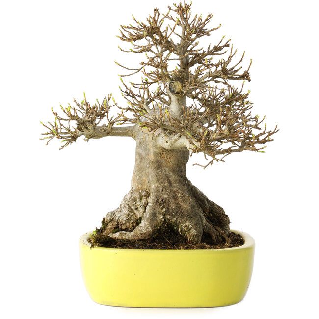 Acer buergerianum, 21 cm, ± 30 anni, con un nebari di 12 cm, in un vaso giapponese fatto a mano da Yamafusa