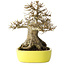 Acer buergerianum, 21 cm, ± 30 anni, con un nebari di 12 cm, in un vaso giapponese fatto a mano da Yamafusa