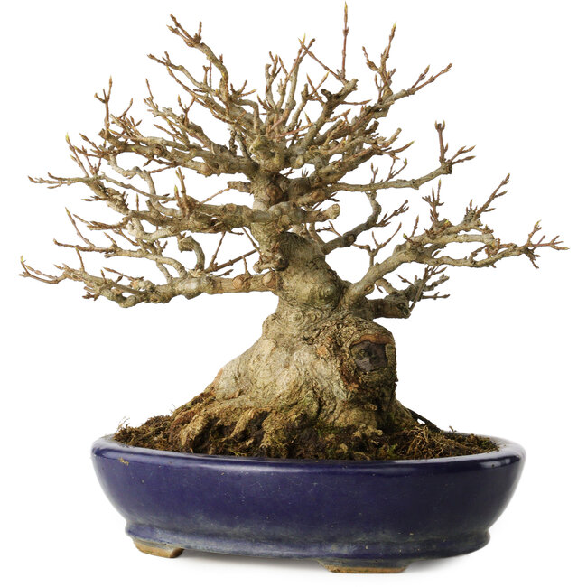 Acer buergerianum, 18,5 cm, ± 30 años, con un nebari de 14 cm, en una maceta japonesa hecha a mano por Hattori