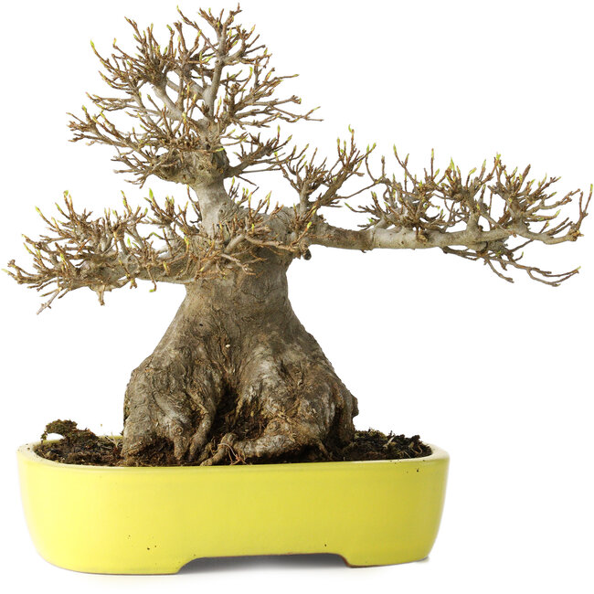 Acer buergerianum, 21 cm, ± 30 Jahre alt, mit einem Nebari von 12 cm, in einem handgefertigten japanischen Topf von Yamafusa