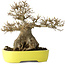Acer buergerianum, 21 cm, ± 30 anni, con un nebari di 12 cm, in un vaso giapponese fatto a mano da Yamafusa