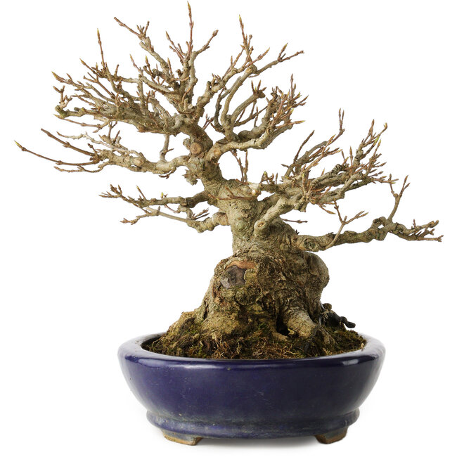 Acer buergerianum, 18,5 cm, ± 30 anni, con un nebari di 14 cm, in un vaso giapponese fatto a mano da Hattori