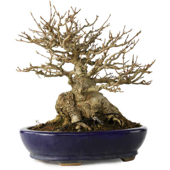 Acer buergerianum, 18,5 cm, ± 30 ans, avec un nebari de 14 cm, dans un pot japonais fait main par Hattori