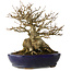 Acer buergerianum, 18,5 cm, ± 30 jaar oud, met een nebari van 14 cm, in een handgemaakte Japanse pot van Hattori