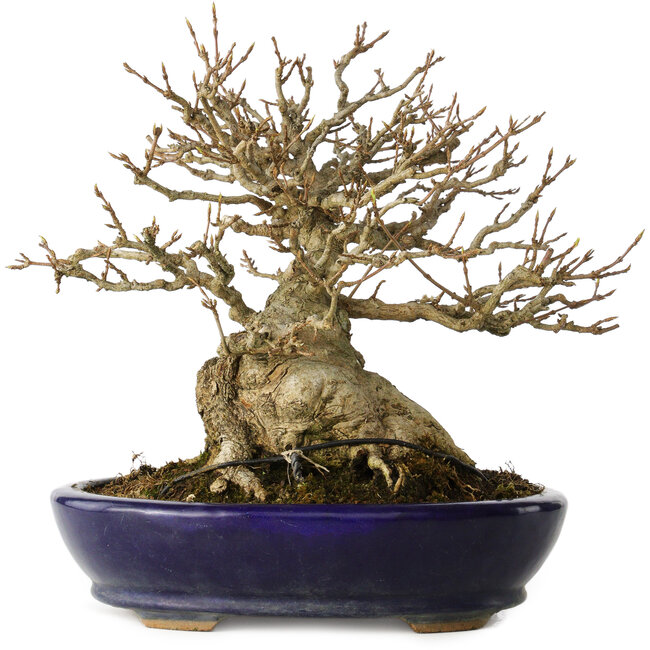 Acer buergerianum, 18,5 cm, ± 30 Jahre alt, mit einem Nebari von 14 cm, in einem handgefertigten japanischen Topf von Hattori