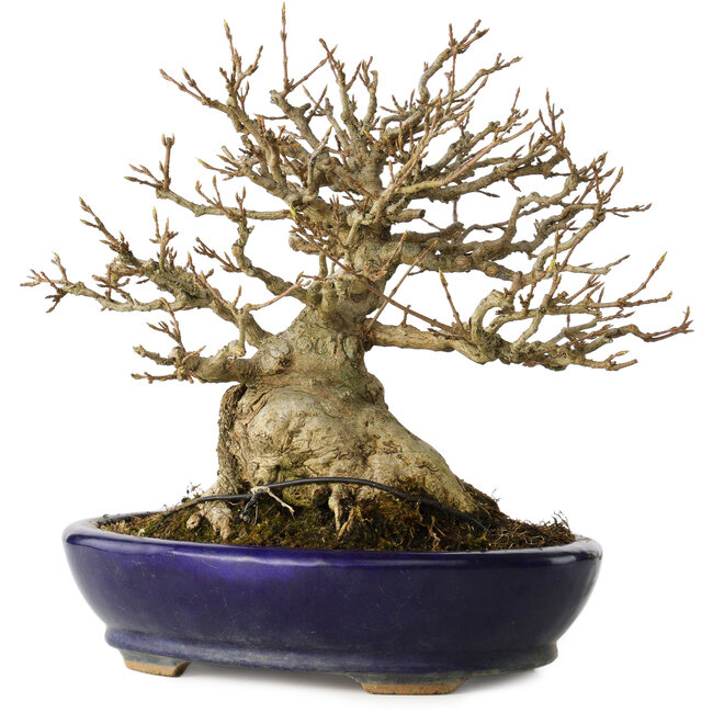 Acer buergerianum, 18,5 cm, ± 30 anni, con un nebari di 14 cm, in un vaso giapponese fatto a mano da Hattori