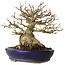 Acer buergerianum, 18,5 cm, ± 30 años, con un nebari de 14 cm, en una maceta japonesa hecha a mano por Hattori