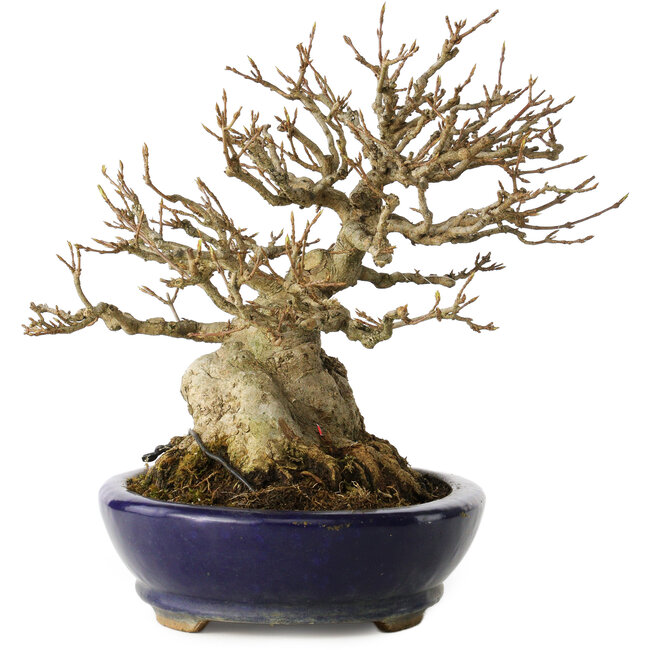 Acer buergerianum, 18,5 cm, ± 30 ans, avec un nebari de 14 cm, dans un pot japonais fait main par Hattori