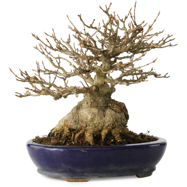 Acer buergerianum, 18,5 cm, ± 30 anni, con un nebari di 14 cm, in un vaso giapponese fatto a mano da Hattori