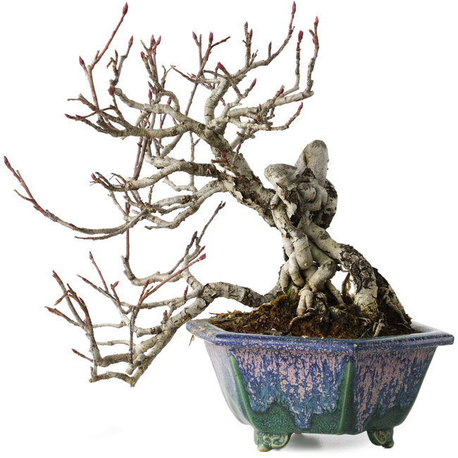 Pourthiaea villosa, 21 cm, ± 20 jaar oud, in een handgemaakte Japanse pot van Fukuo