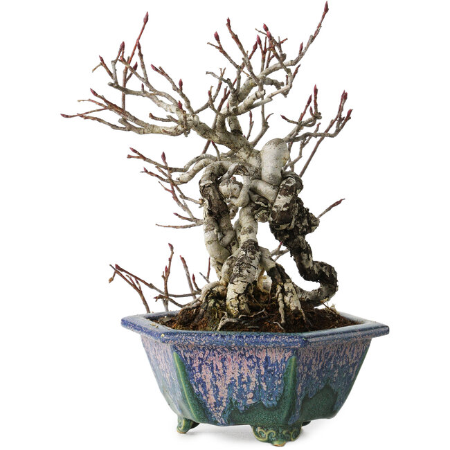 Pourthiaea villosa, 21 cm, ± 20 jaar oud, in een handgemaakte Japanse pot van Fukuo