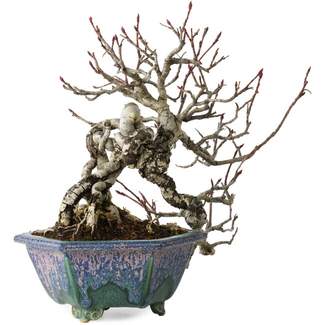 Pourthiaea villosa, 21 cm, ± 20 Jahre alt, in einem handgefertigten japanischen Topf von Fukuo