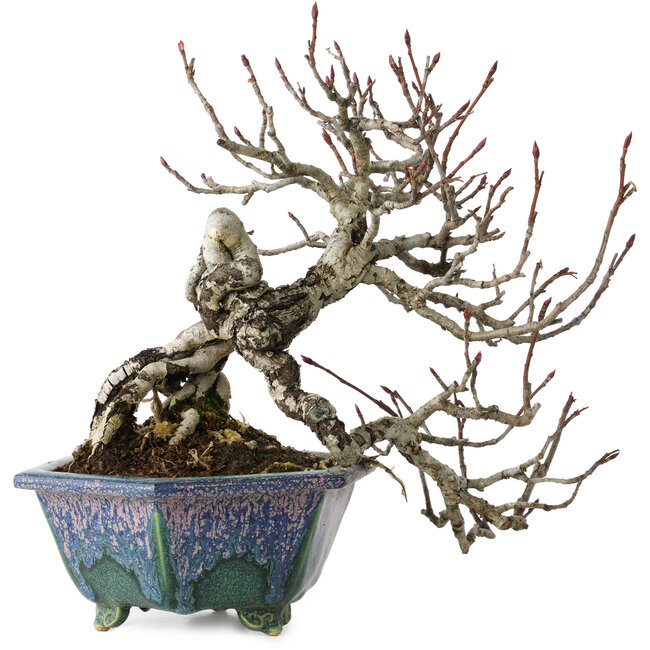 Pourthiaea villosa, 21 cm, ± 20 jaar oud, in een handgemaakte Japanse pot van Fukuo