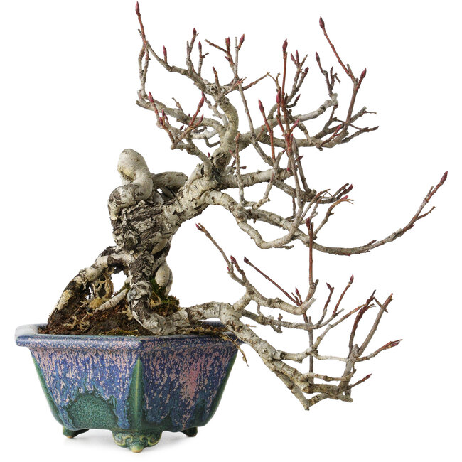 Pourthiaea villosa, 21 cm, ± 20 years old, in a handmade Japanese pot by Fukuo