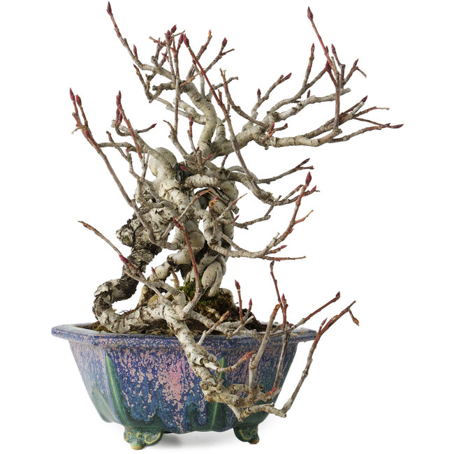 Pourthiaea villosa, 21 cm, ± 20 years old, in a handmade Japanese pot by Fukuo