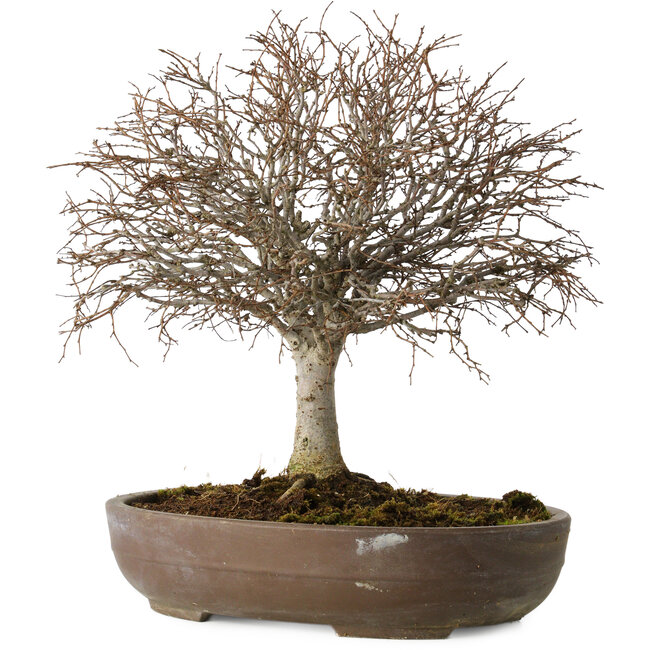 Zelkova serrata, 24 cm, ± 25 ans