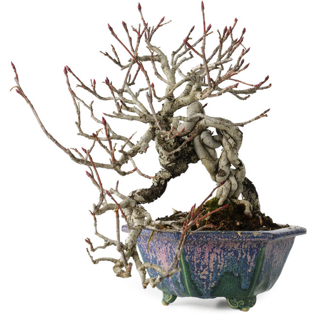 Pourthiaea villosa, 21 cm, ± 20 jaar oud, in een handgemaakte Japanse pot van Fukuo