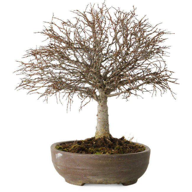 Zelkova serrata, 24 cm, ± 25 años