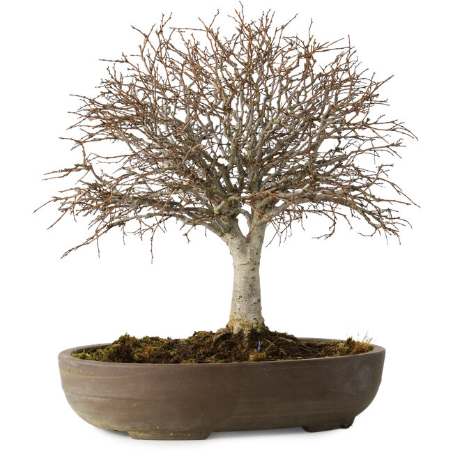 Zelkova serrata, 24 cm, ± 25 anni