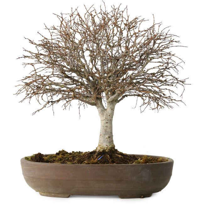 Zelkova serrata, 24 cm, ± 25 Jahre alt