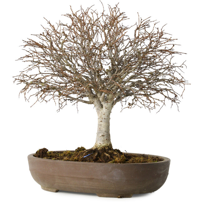 Zelkova serrata, 24 cm, ± 25 Jahre alt