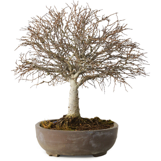 Zelkova serrata, 24 cm, ± 25 ans