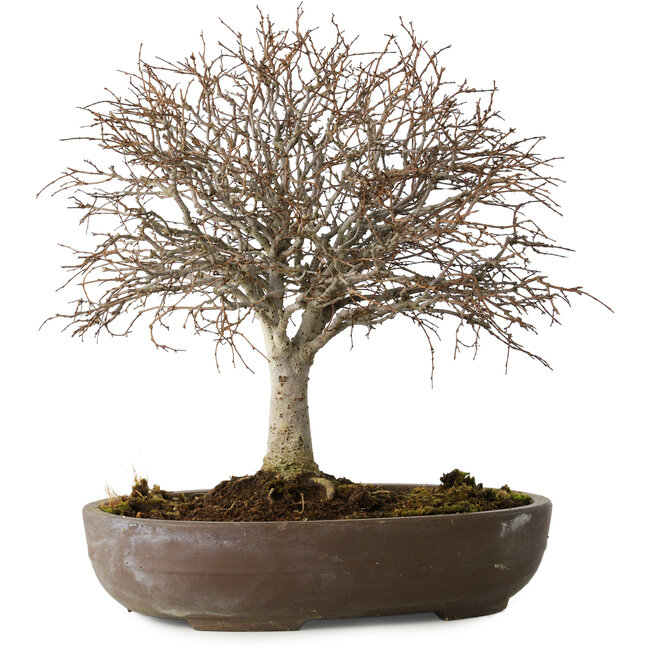 Zelkova serrata, 24 cm, ± 25 años