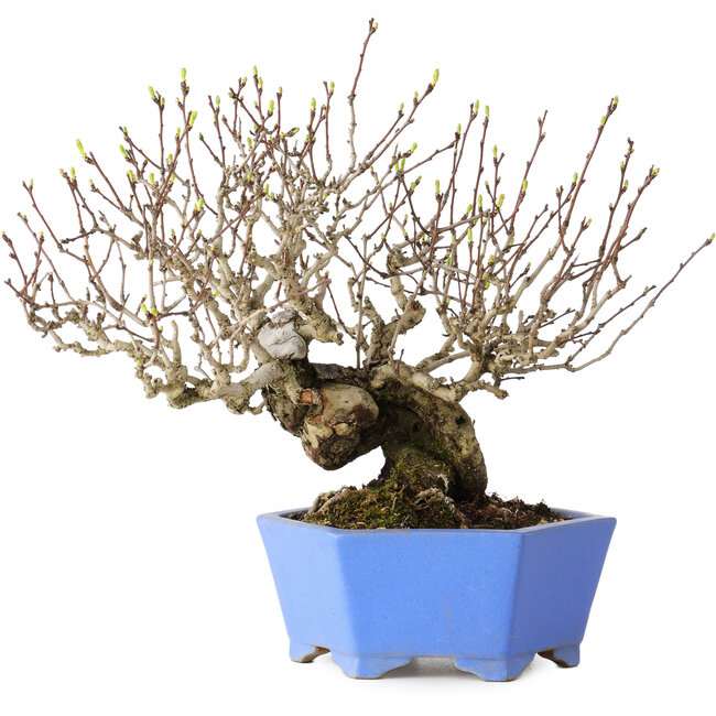 Crataegus cuneata, 20 cm, ± 30 jaar oud, met een nebari van 5,5 cm, in een handgemaakte Japanse pot van Shibakatsu