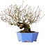Crataegus cuneata, 20 cm, ± 30 jaar oud, met een nebari van 5,5 cm, in een handgemaakte Japanse pot van Shibakatsu