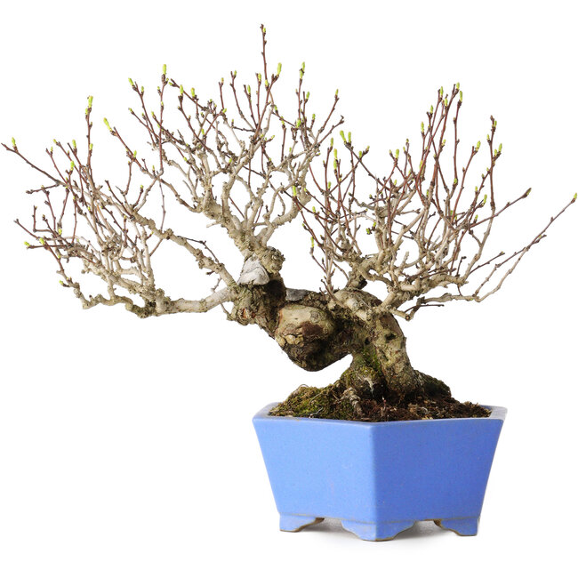 Crataegus cuneata, 20 cm, ± 30 anni, con un nebari di 5,5 cm, in un vaso giapponese fatto a mano da Shibakatsu