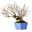 Crataegus cuneata, 20 cm, ± 30 jaar oud, met een nebari van 5,5 cm, in een handgemaakte Japanse pot van Shibakatsu