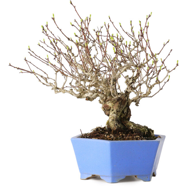 Crataegus cuneata, 20 cm, ± 30 jaar oud, met een nebari van 5,5 cm, in een handgemaakte Japanse pot van Shibakatsu