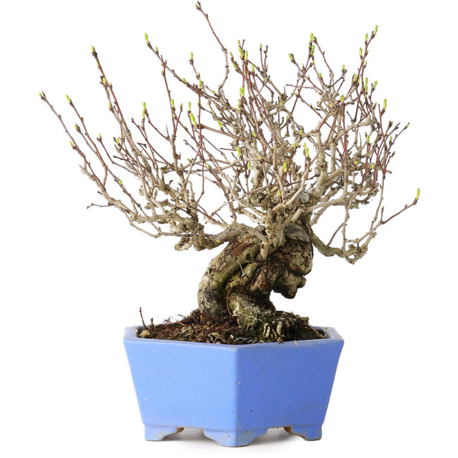 Crataegus cuneata, 20 cm, ± 30 ans, avec un nebari de 5,5 cm, dans un pot japonais fait main par Shibakatsu