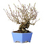 Crataegus cuneata, 20 cm, ± 30 jaar oud, met een nebari van 5,5 cm, in een handgemaakte Japanse pot van Shibakatsu