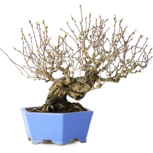 Crataegus cuneata, 20 cm, ± 30 jaar oud, met een nebari van 5,5 cm, in een handgemaakte Japanse pot van Shibakatsu