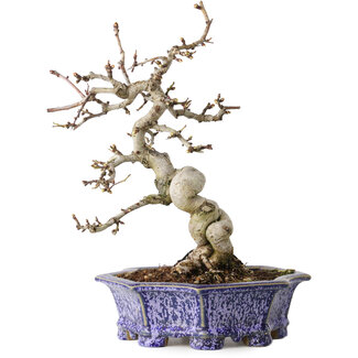 Eime Yozan Crataegus cuneata, 21 cm, ± 15 jaar oud