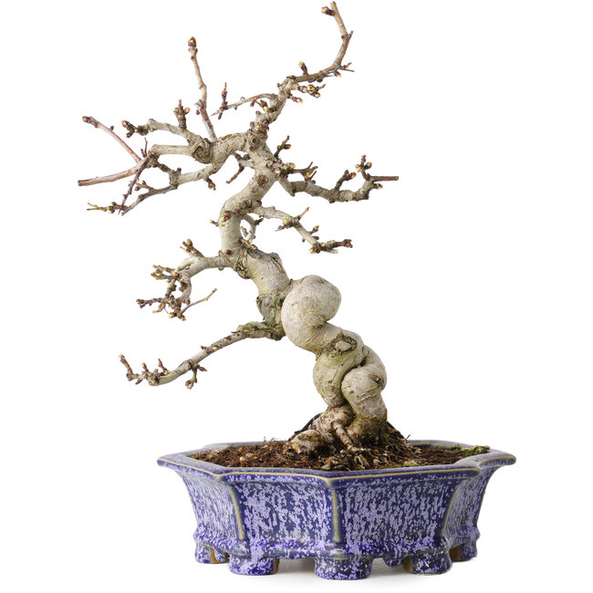 Crataegus cuneata, 21 cm, ± 15 jaar oud, met een nebari van 7 cm, in een handgemaakte Japanse pot van Eime Yozan