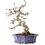 Crataegus cuneata, 21 cm, ± 15 jaar oud, met een nebari van 7 cm, in een handgemaakte Japanse pot van Eime Yozan