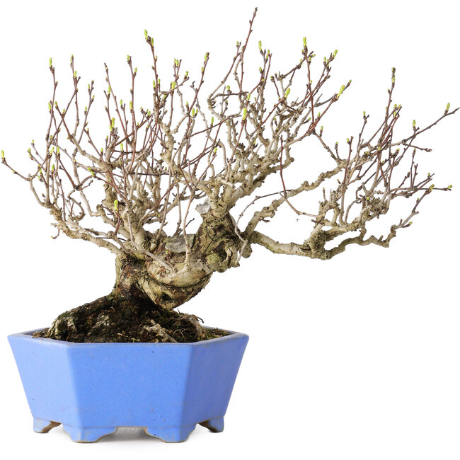 Crataegus cuneata, 20 cm, ± 30 ans, avec un nebari de 5,5 cm, dans un pot japonais fait main par Shibakatsu