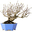 Crataegus cuneata, 20 cm, ± 30 jaar oud, met een nebari van 5,5 cm, in een handgemaakte Japanse pot van Shibakatsu