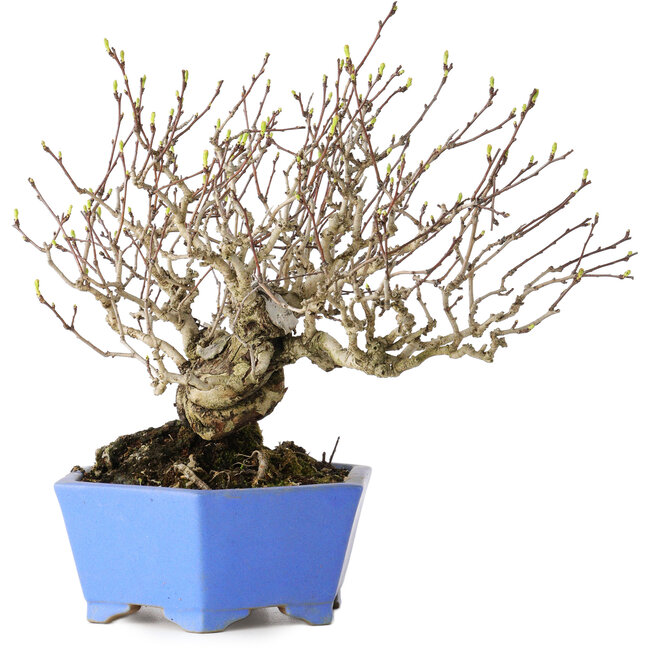 Crataegus cuneata, 20 cm, ± 30 years old, with a nebari of 5,5 cm, in a handmade Japanese pot by Shibakatsu