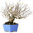 Crataegus cuneata, 20 cm, ± 30 jaar oud, met een nebari van 5,5 cm, in een handgemaakte Japanse pot van Shibakatsu