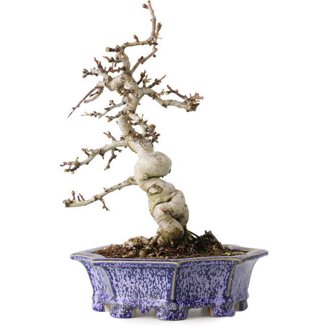 Crataegus cuneata, 21 cm, ± 15 years old, with a nebari of 7 cm, in a handmade Japanese pot by Eime Yozan