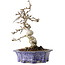 Crataegus cuneata, 21 cm, ± 15 jaar oud, met een nebari van 7 cm, in een handgemaakte Japanse pot van Eime Yozan